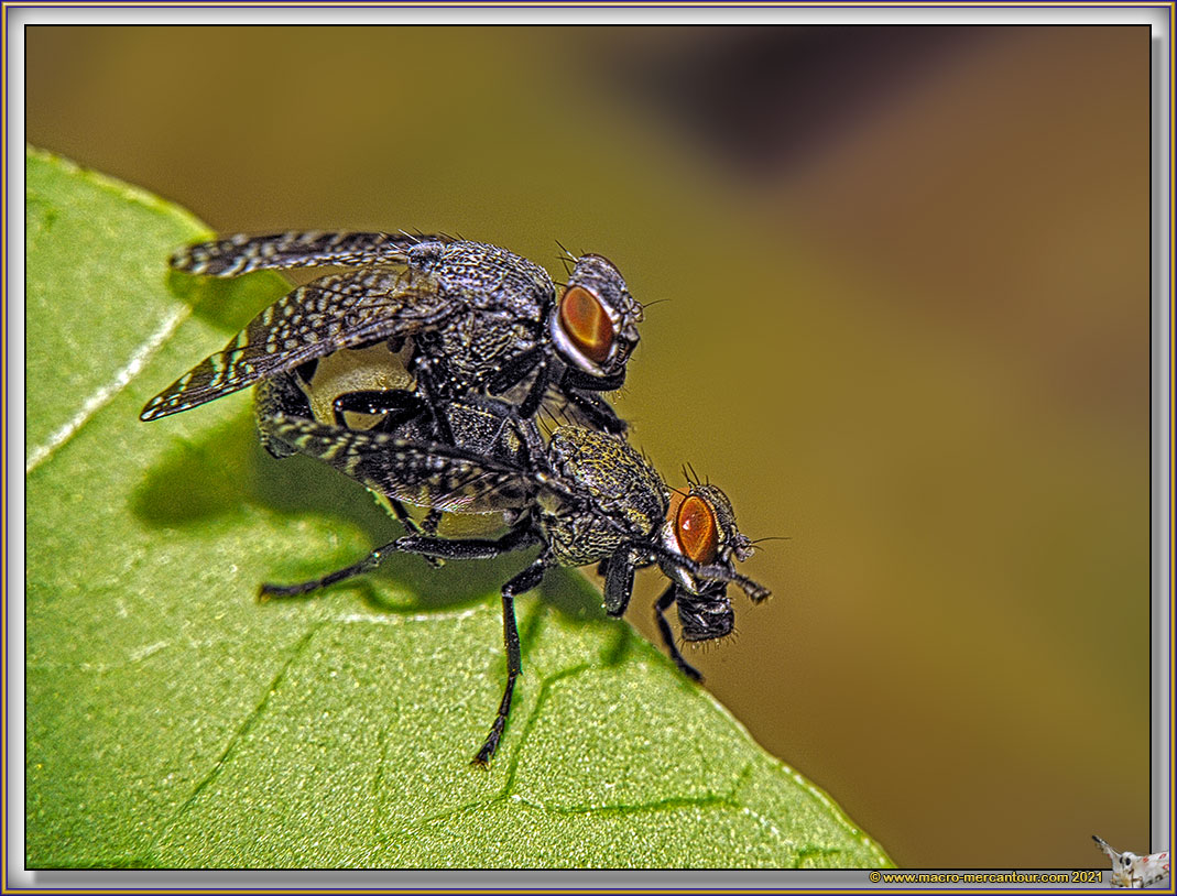 Platystoma SP